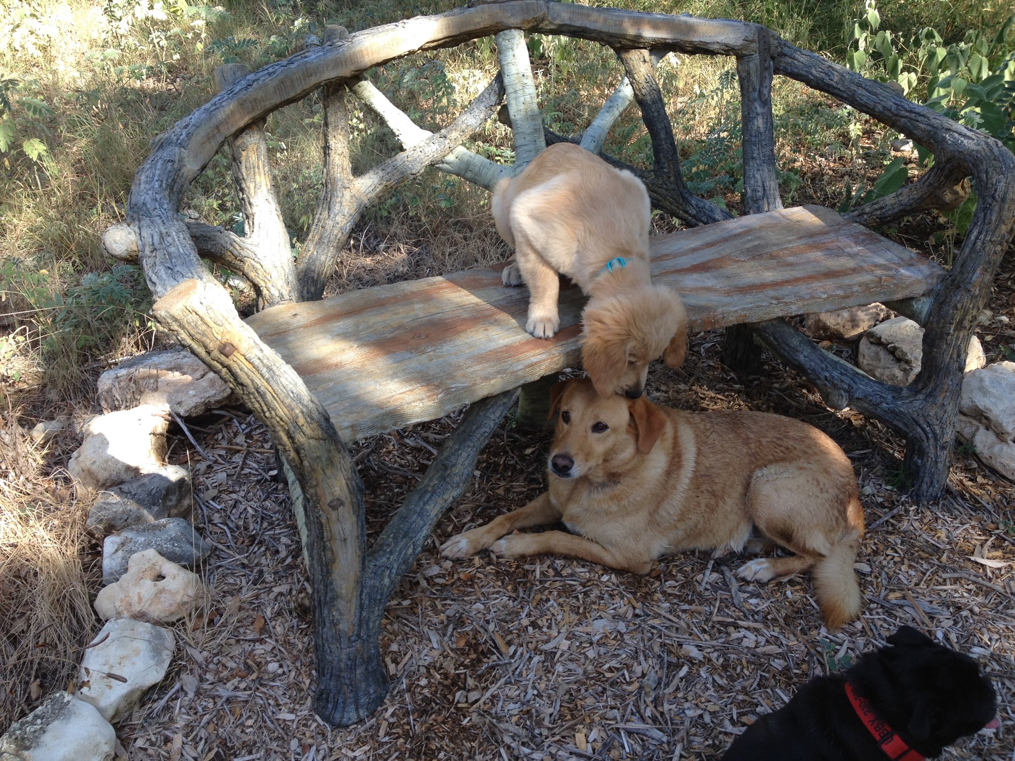 Dogs on a Faux Bois Bench
